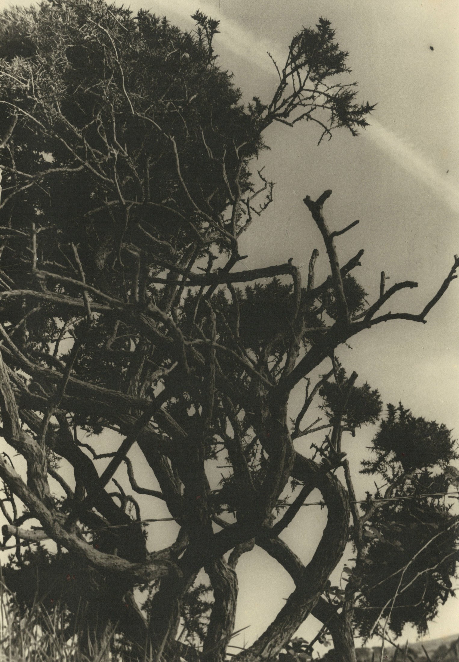 Jet Trail Gorse And Barbed Wire Near Lanyon Quiot 1960s By Andrew Lanyon