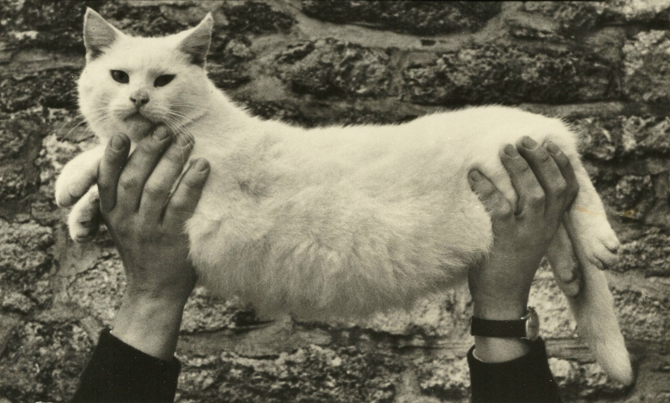 John Schofields Cat Precious 1970s By Andrew Lanyon